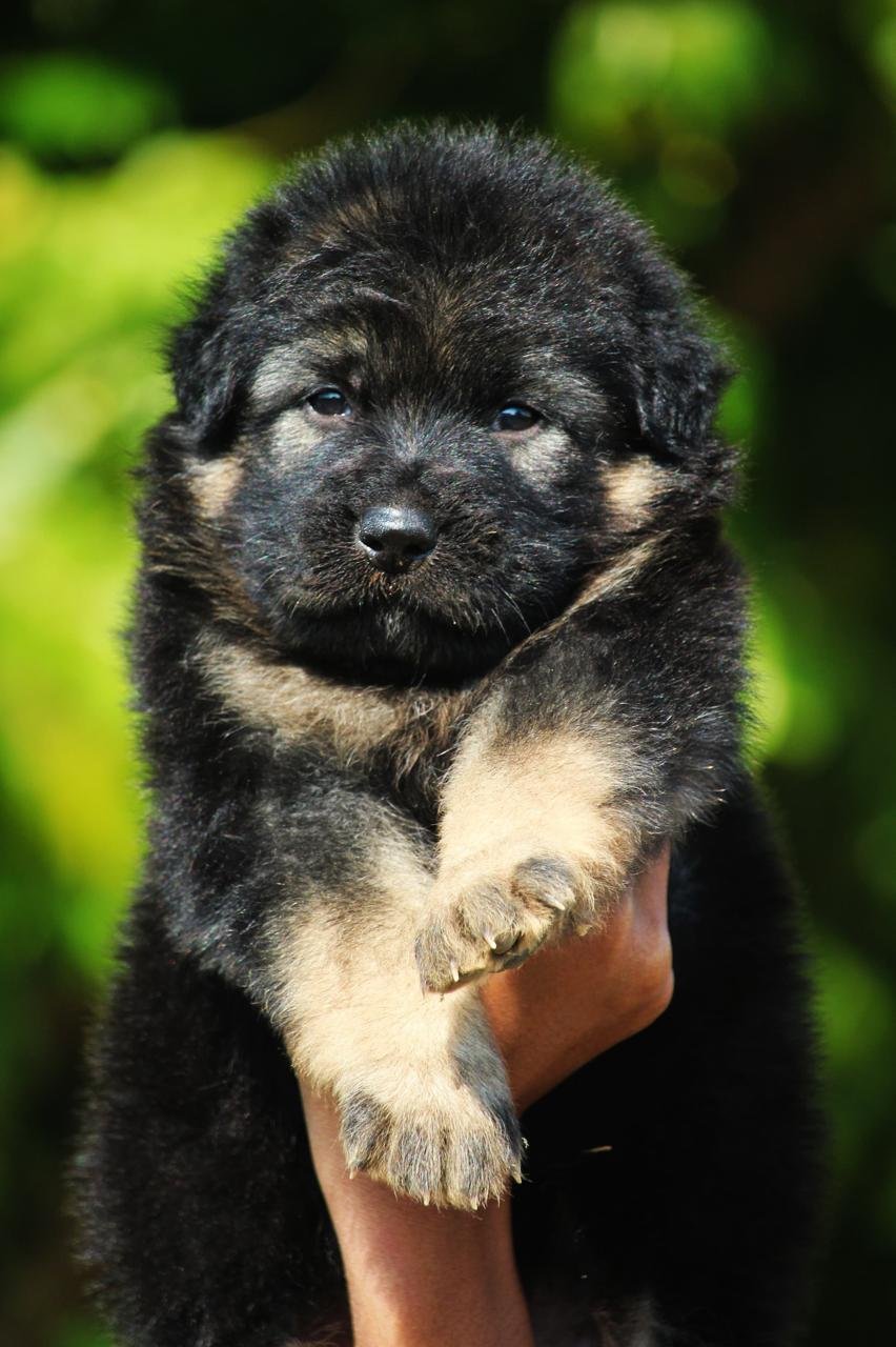 Buy Vaccinated  German shepherd Puppy from Hyderabad